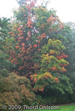 Acer saccharum